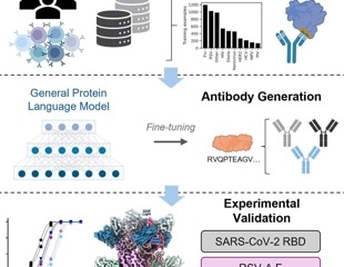 AI Breakthrough Enables Rapid Antibody Design Against Emerging Viruses
