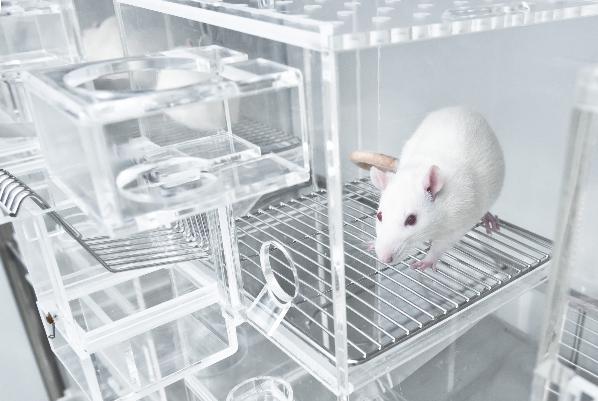 Study: Mouse Pose Analysis: 3D Posture Inference and Behavioral Insights. Image credit: unoL/Shutterstock