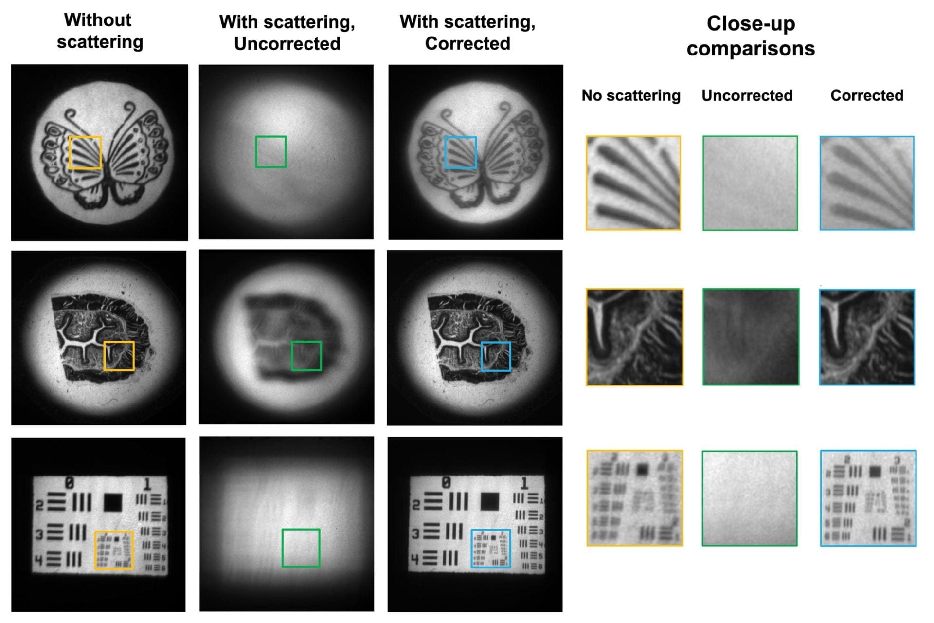 In experiments, camera technology called NeuWS, which was invented by collaborators at Rice University and the University of Maryland, was able to correct for the interference of light scattering media between the camera and the object being imaged. The top row shows a reference image of a butterfly stamp (left), the stamp imaged by a regular camera through a piece of onion skin that was approximately 80 microns thick (center) and a NeuWS image that corrected for light scattering by the onion skin (right). The center row shows reference (left), uncorrected (center) and corrected (right) images of a sample of dog esophagus tissue with a 0.5 degree light diffuser as the scattering medium, and the bottom row shows corresponding images of a positive resolution target with a glass slide covered in nail polish as the scattering medium. Close-ups of inset images from each row are shown for comparison at left. (Figure courtesy Veeraraghavan Lab/Rice University)