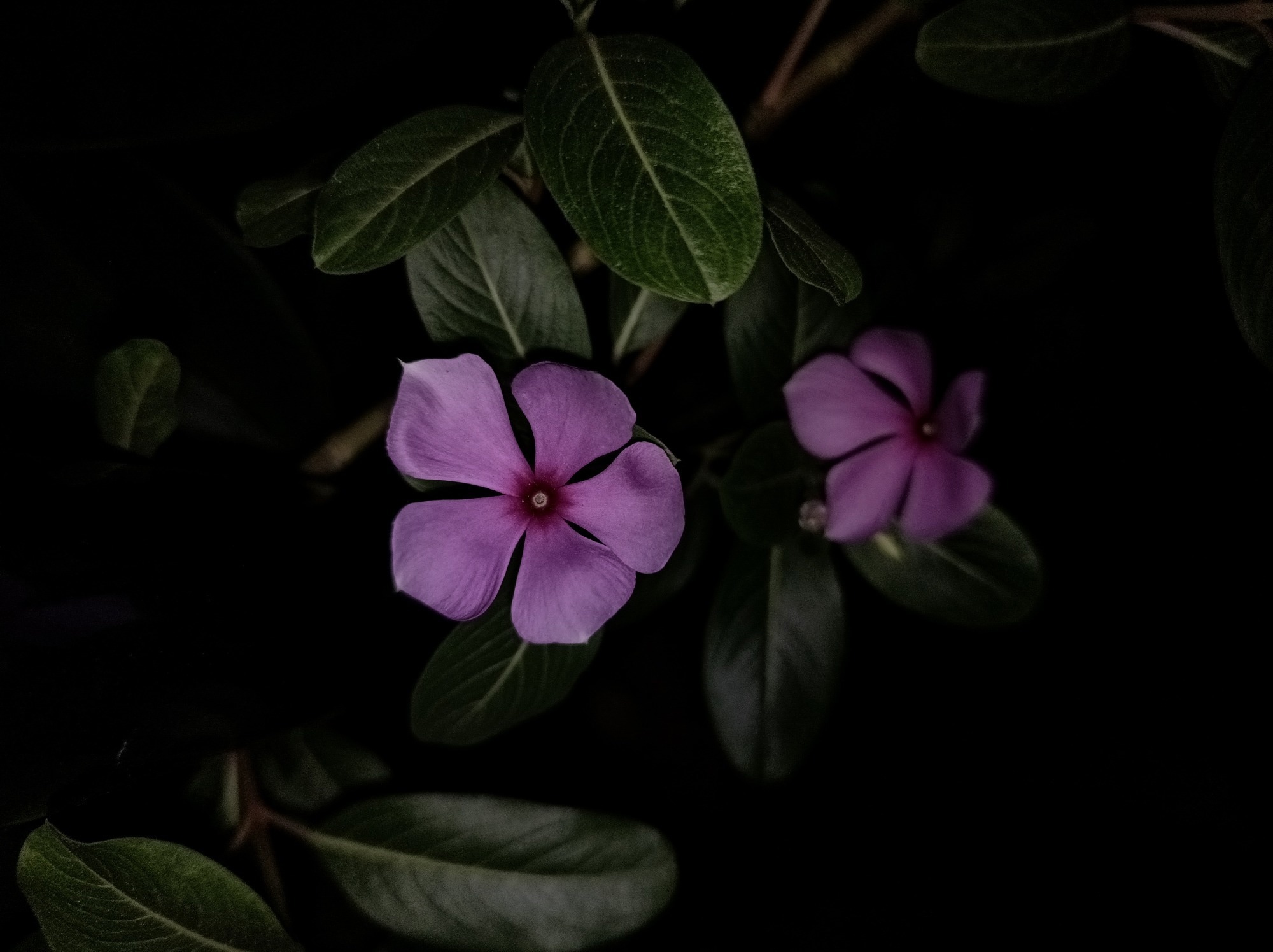 Study: Revolutionizing Low-Light Image Enhancement: Introducing CDAN. Image credit: riffslay/Shutterstock