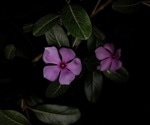 Revolutionizing Low-Light Image Enhancement: Introducing CDAN