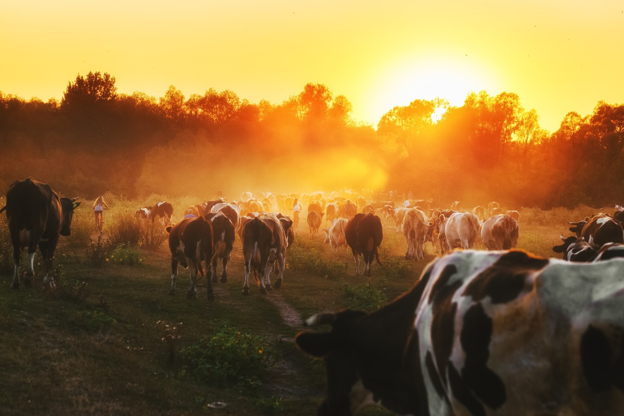 Study: Boosting Animal Identification with Pseudo-Labeling: Enhancing Deep Neural Network Performance. Image credit: Feel good studio/Shutterstock