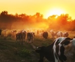 Boosting Animal Identification with Pseudo-Labeling: Enhancing Deep Neural Network Performance