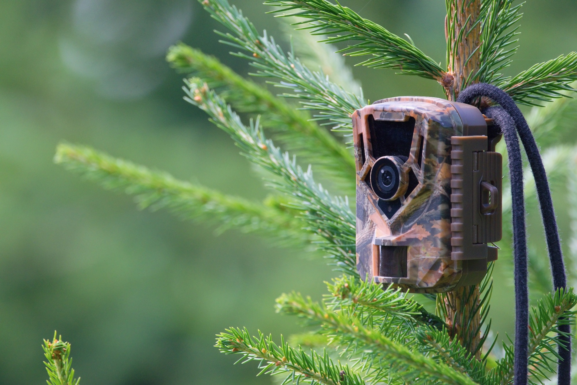 Study: MegaDetector: Revolutionizing Wildlife Monitoring with AI. Image credit: Tunatura/Shutterstock