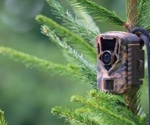 MegaDetector: Revolutionizing Wildlife Monitoring with AI