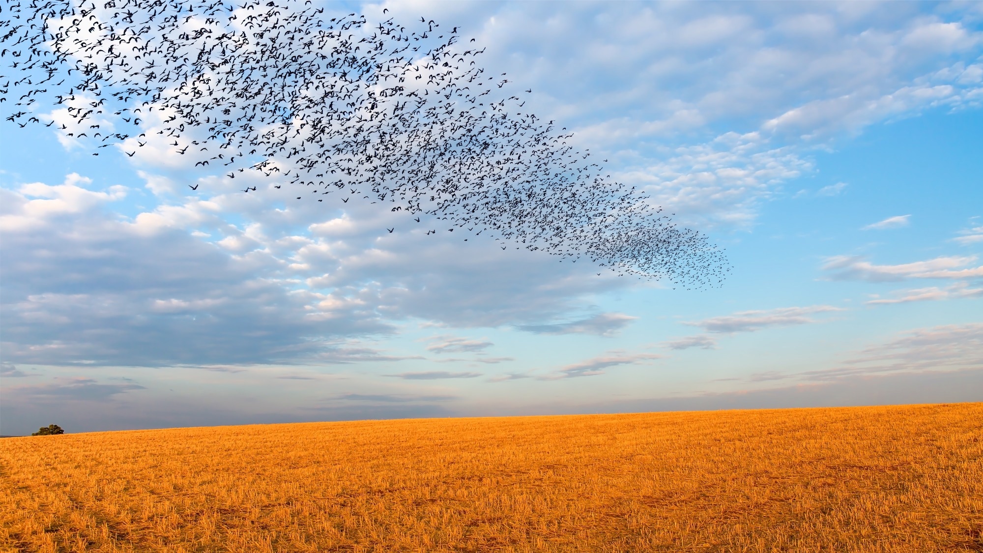 Research: A bird-inspired artificial intelligence framework for advanced large text summarization. Image Credit: muratart / Shutterstock