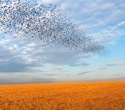 Bird Flocking Algorithm Reduces AI Hallucinations and Improves Summary Accuracy