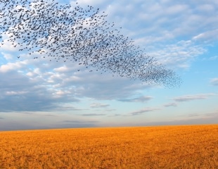 Bird Flocking Algorithm Reduces AI Hallucinations and Improves Summary Accuracy