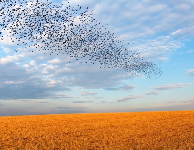 Bird Flocking Algorithm Reduces AI Hallucinations and Improves Summary Accuracy