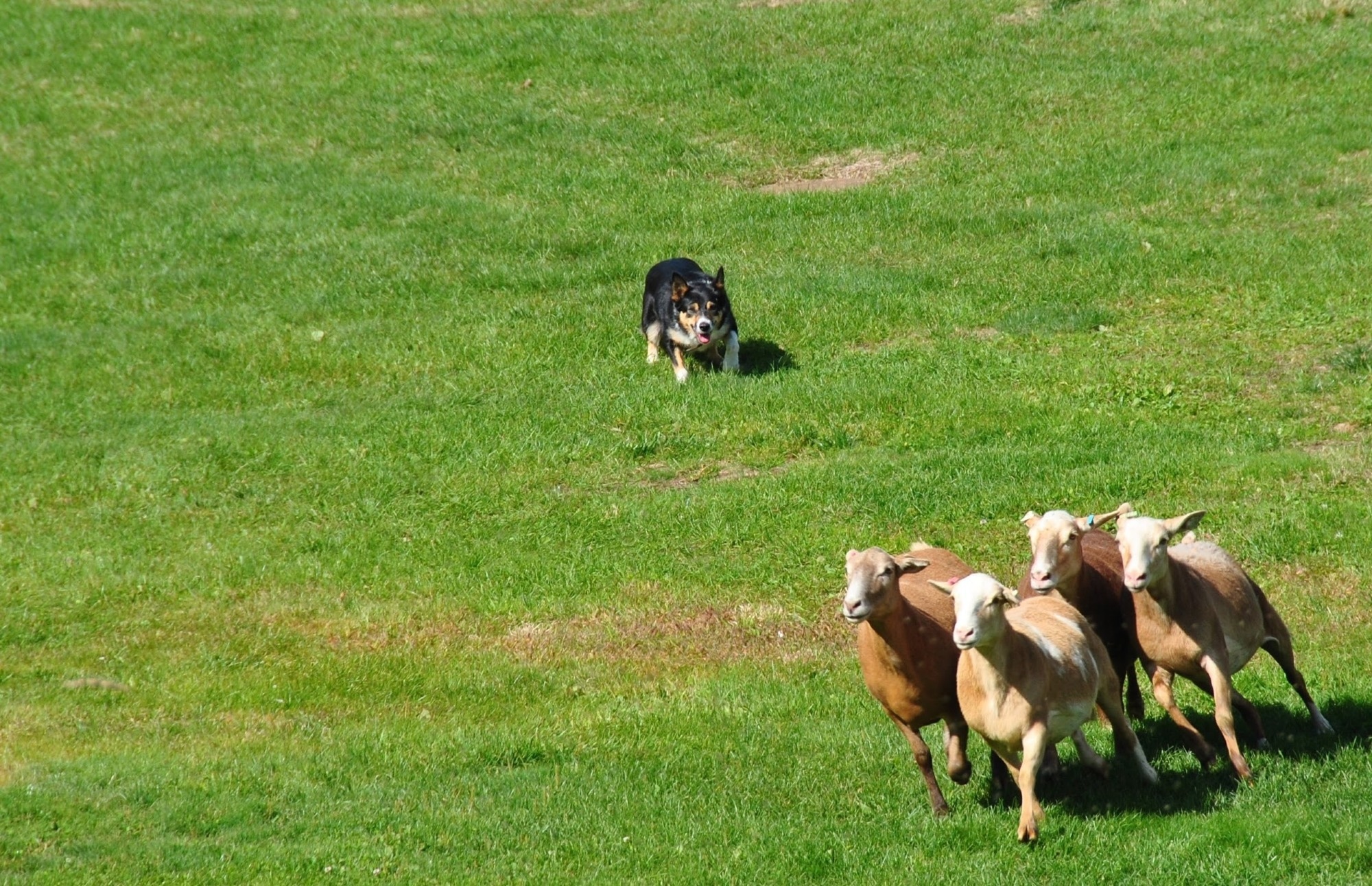 Research: Controlling noisy herds: Temporal network restructuring improves control of indecisive collectives. Image Credit: Karenmac / Shutterstock