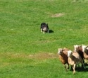 Sheepdog Strategies Inspire New Algorithm That Improves Swarm Control Under Uncertainty