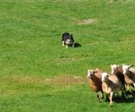 Sheepdog Strategies Inspire New Algorithm That Improves Swarm Control Under Uncertainty