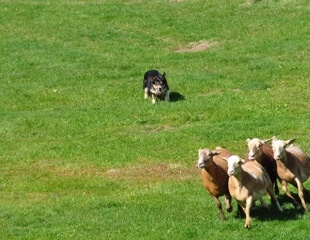 Sheepdog Strategies Inspire New Algorithm That Improves Swarm Control Under Uncertainty