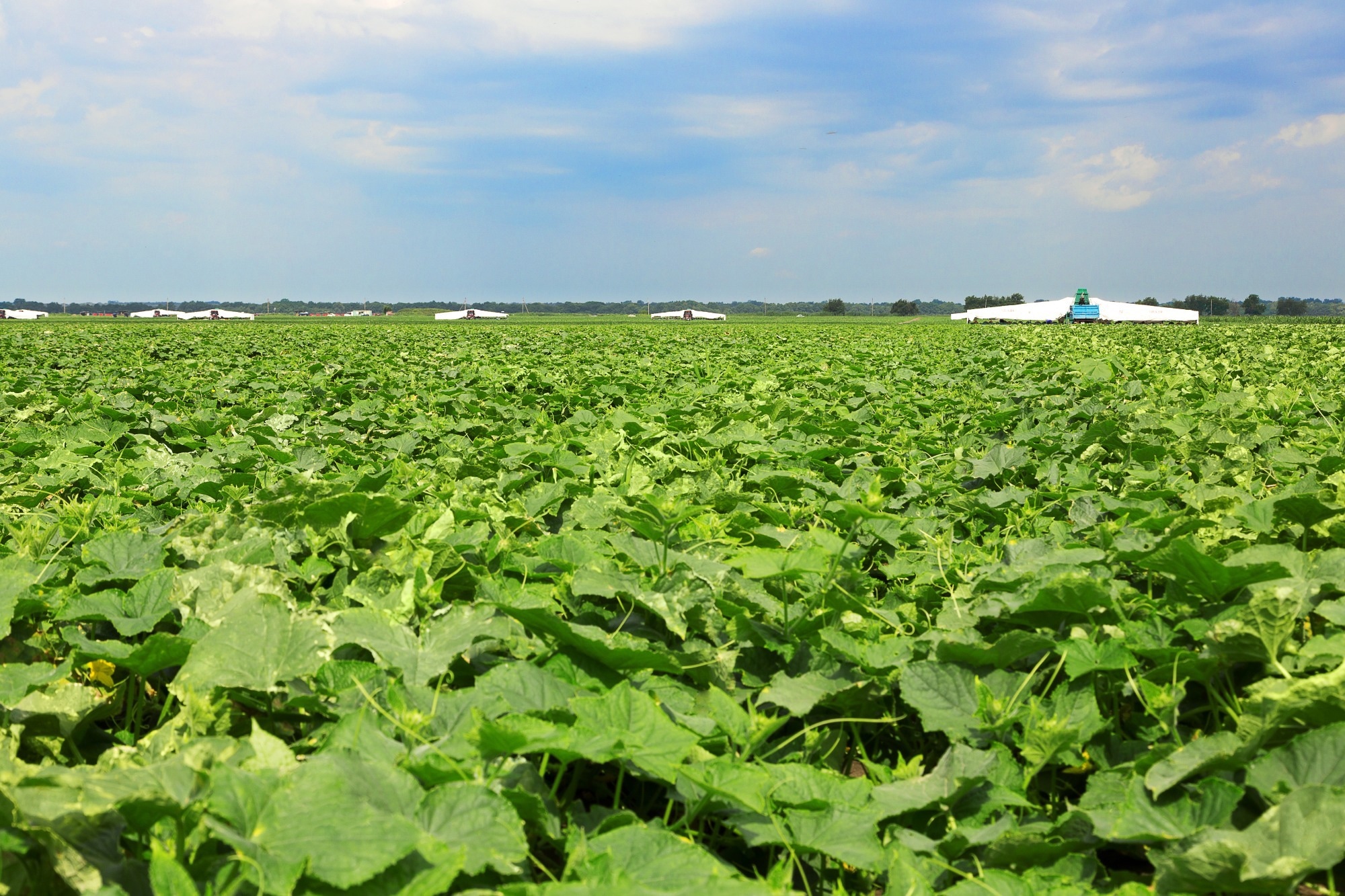 Study: Revolutionizing Cucumber Disease Detection with Flooding-Based MobileNet V3. Image credit: Volkova/Shutterstock