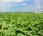 Revolutionizing Cucumber Disease Detection with Flooding-Based MobileNet V3
